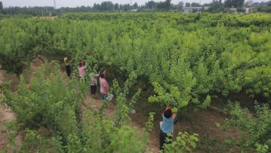 春回大地万物苏,植树添绿正当时.