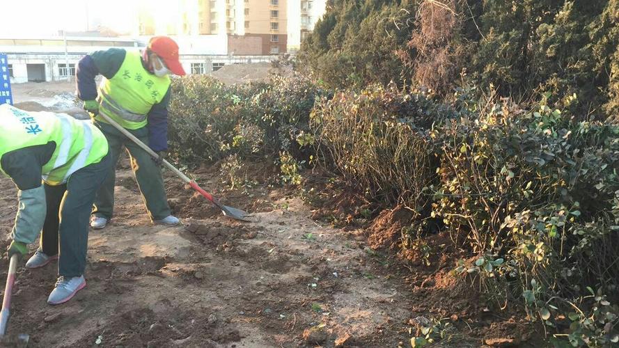 图为:将未能及时种植的苗木假植,保证苗木鲜活