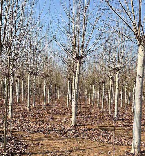 19公分北美海棠基地直销「济宁市任城区禾盛苗木种植供应」