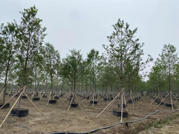 湖北襄阳探索苗圃种植模式创新促进苗木产业健康发展推荐几种襄阳苗木