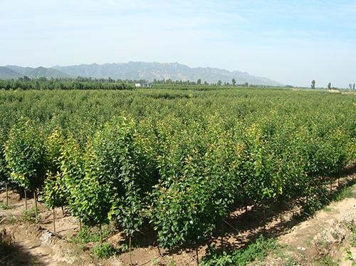 八棱海棠树苗圃地(夏季)_怀来县八棱海棠苗木基地