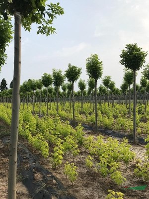 济宁市兖州区枫林苗木种植专业合作社