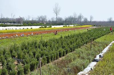 云南精品花卉苗木种植基地,苗木种植