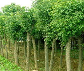 河北法桐苗木基地