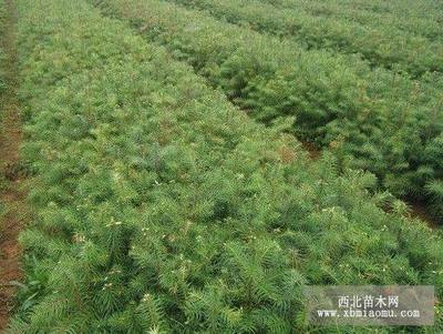 实用融水杉树种子种植技术