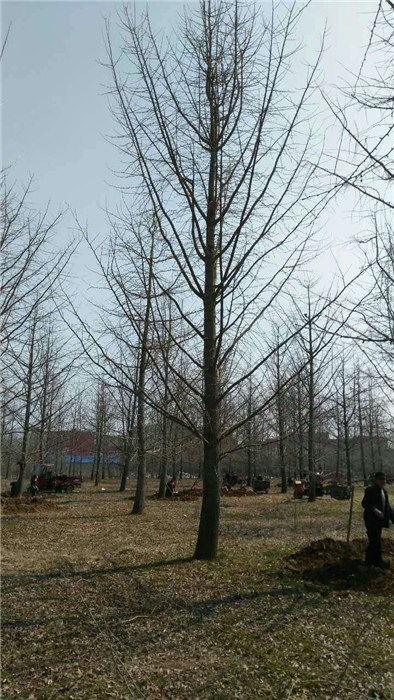 雨羲苗木基地 图 20公分银杏树多少钱 云南银杏树多少钱高清图片 高清大图