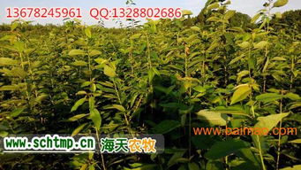 车厘子苗好种植吗,车厘子苗好种植吗生产厂家,车厘子苗好种植吗价格