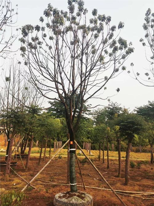 移植香樟种植基地 22公分香樟