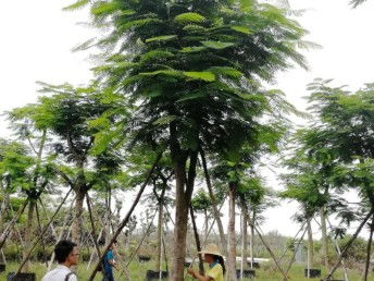 图 园林绿化工程 绿地草坪养护,花卉租摆 花木苗木种植 批发等 广州鲜花绿植