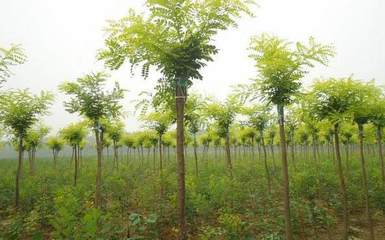 河北法桐小苗|河北法桐小苗-清苑县润泽苗木种植场 河北速生发桐_河北速生发桐规格_河北速生发桐公司-产品详情页-金泉网